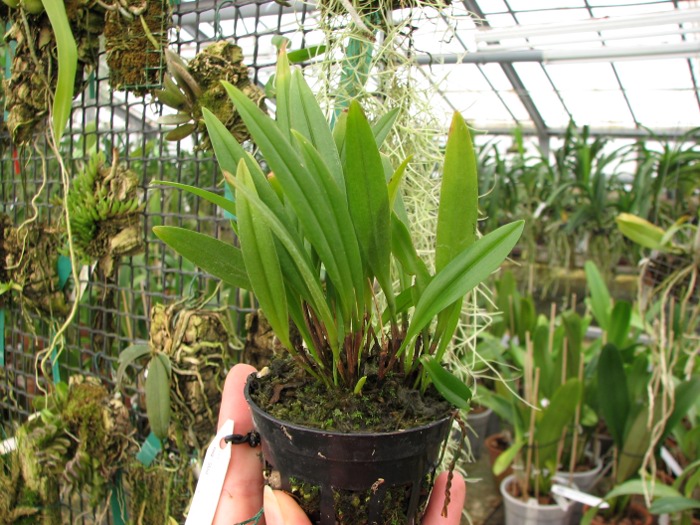 Pleurothallis flexuosa harry.JPG