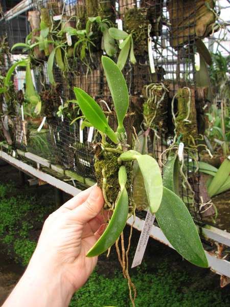 Laelia jongheana alba (Z-88) x Laelia jongheana suavissima.jpg