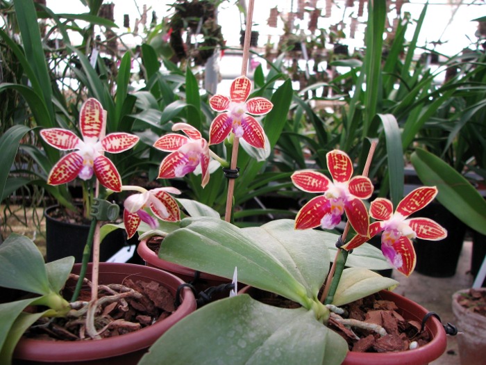 Phalaenopsis corningiana.JPG