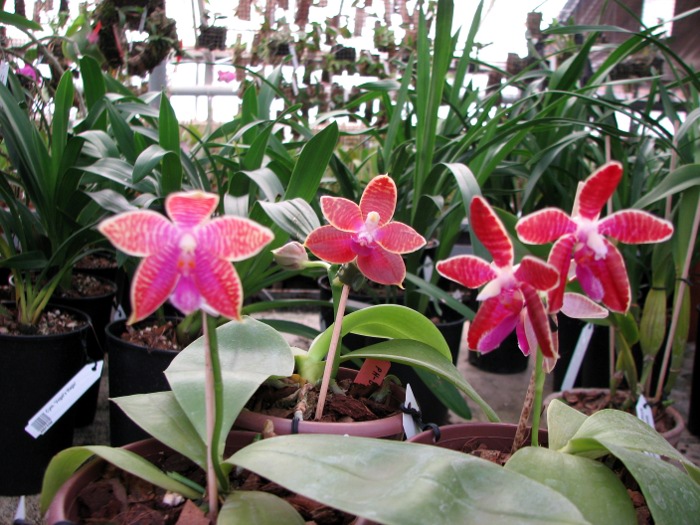 Phalaenopsis Coral Isles x Phalaenopsis corningiana.JPG