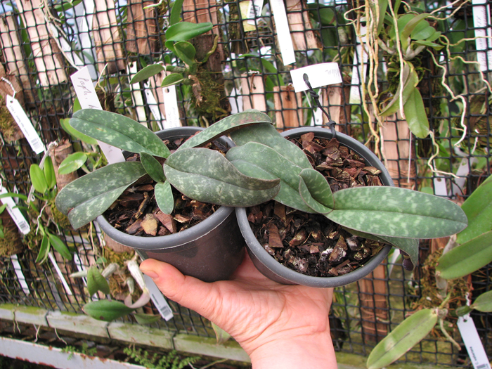 Paphiopedilum bellatulum.JPG