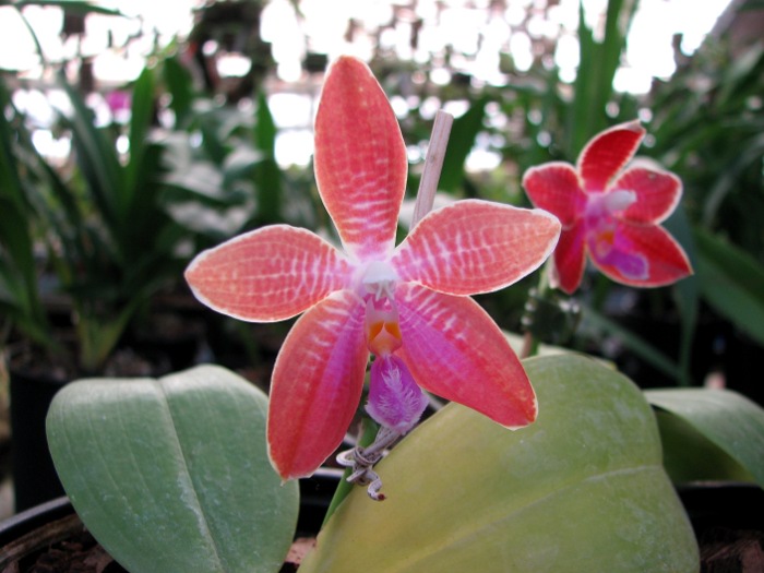 Phalaenopsis corningiana x Phalaenopsis Coral Isles.JPG