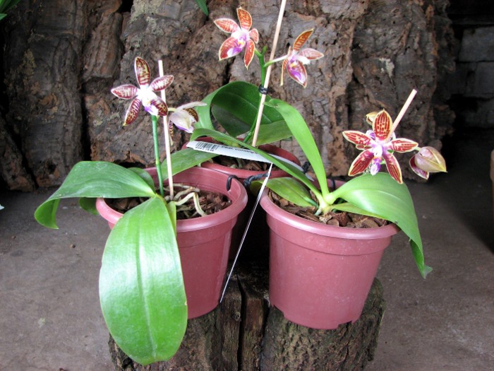 Phalaenopsis corningiana.JPG