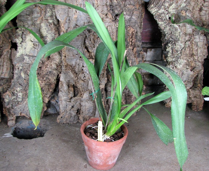 Aliceara Pacific Nova 'Butter Buds'.JPG