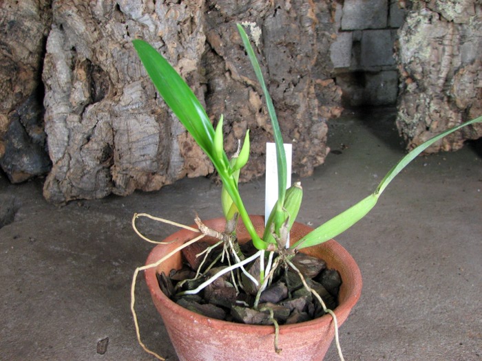Prosthechea fragrans.JPG
