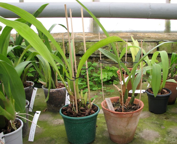 Zygopetalum 'Rhein Blue Angel'.JPG