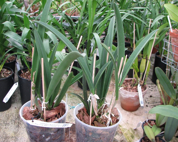 Brassavola Jiminy Cricket 'Superbug' (Brassavola nodosa x Rhyncholaelia digbyana).JPG
