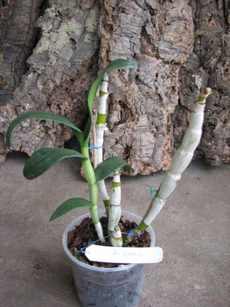 Dendrobium Valentine.JPG