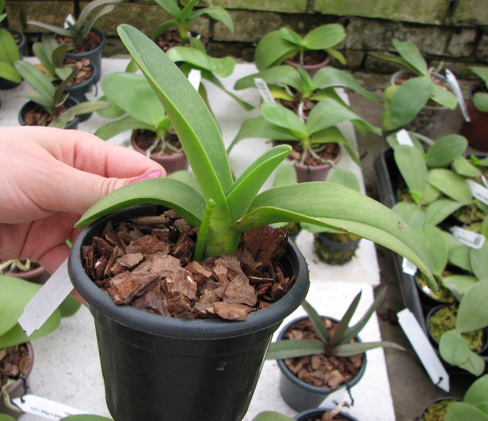 Doritis pulcherrima f. champorensis 'White'.JPG