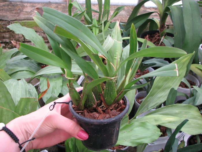 Odontoglossum praestans.JPG