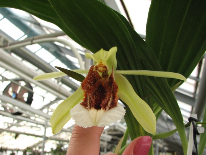 Coelogyne speciosa.JPG