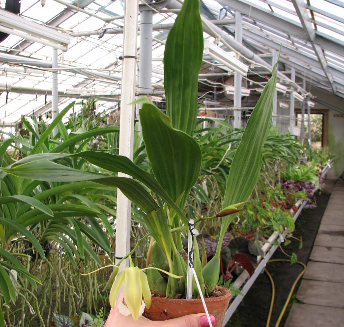 Coelogyne speciosa.JPG