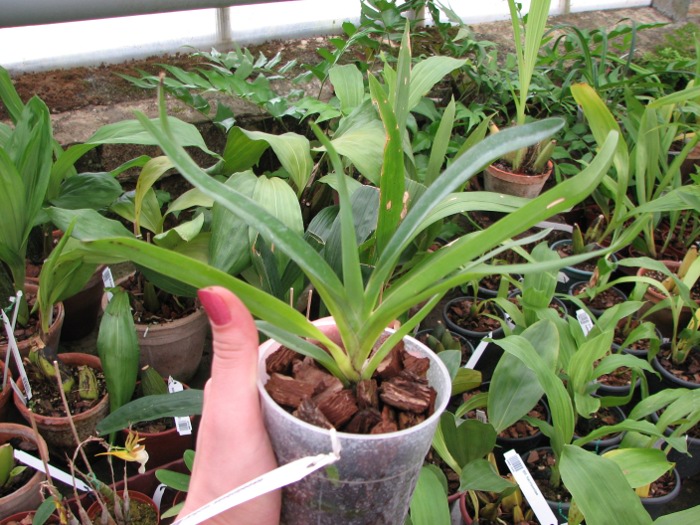 Angraecum sesquipedale.JPG