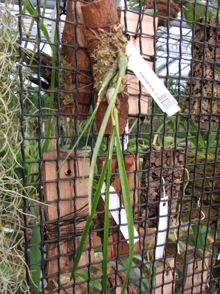Encyclia bractescens.JPG