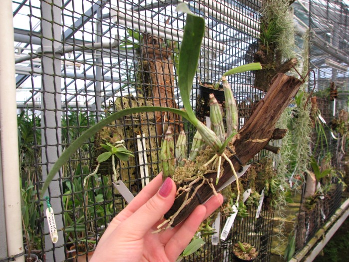 Laelia albida.JPG