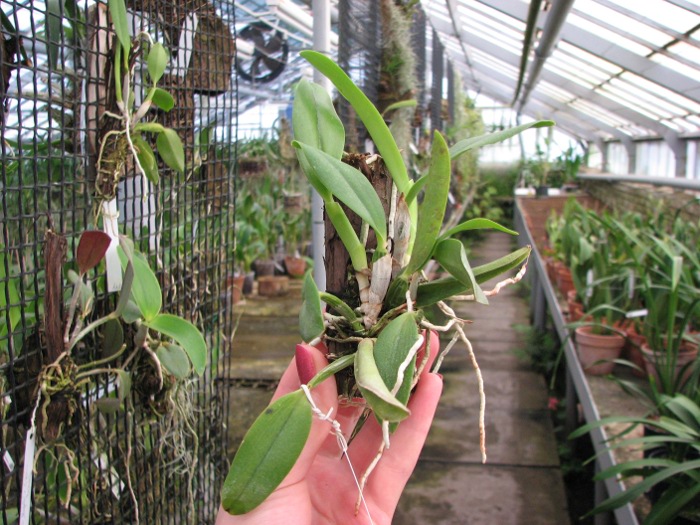 Laelia alaori suave 'Binot' x Cattleya luteola 'Big Star'.JPG