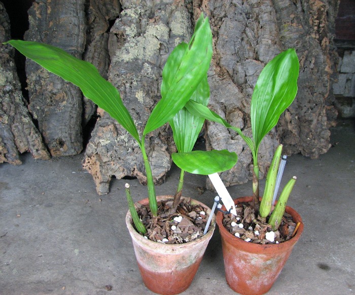 Coelogyne rochussenii.JPG