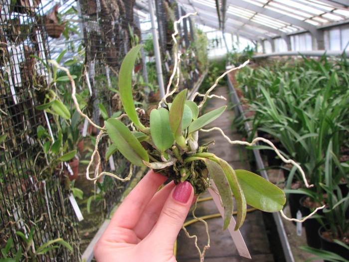 Laelia alaori escura x self.JPG