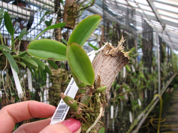 Cattleya nobilior tipo 'Suzuki' x SELF.JPG