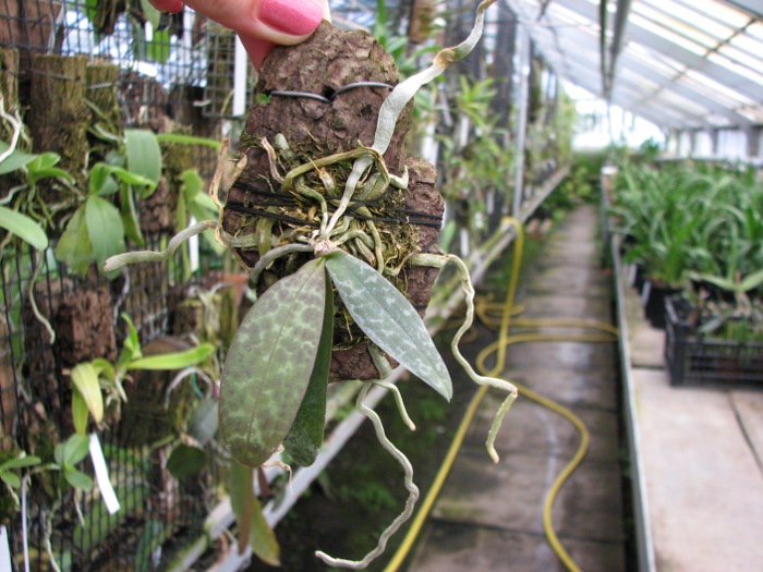 Phalaenopsis lindenii.JPG