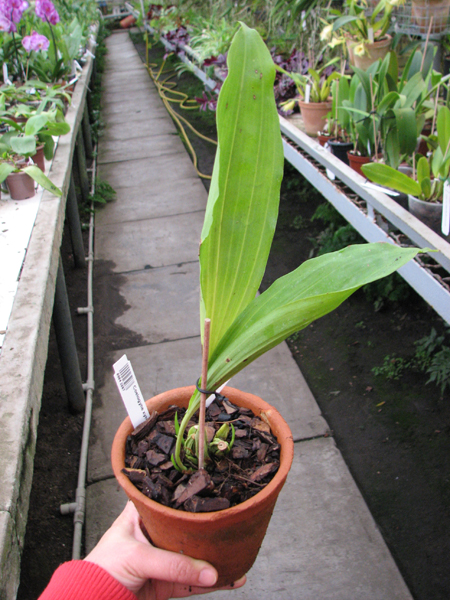 Coelogyne xyrekes.jpg