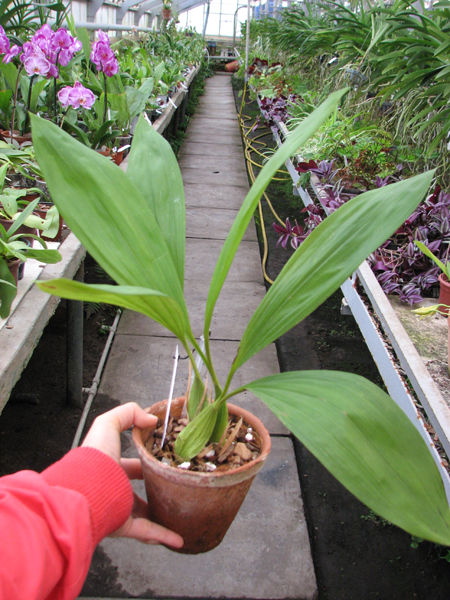 Coelogyne pandurata.jpg