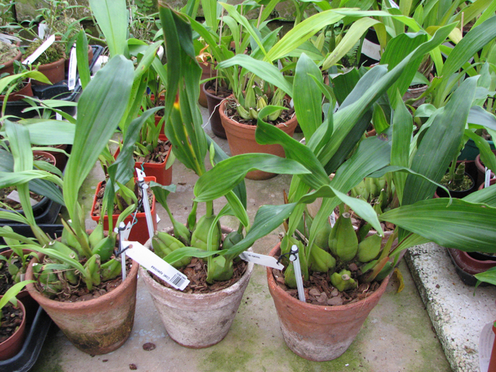 Coelogyne speciosa.jpg