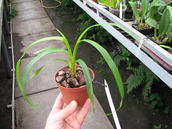 CYMBIDIUM ERYTHROSTYLUM.jpg