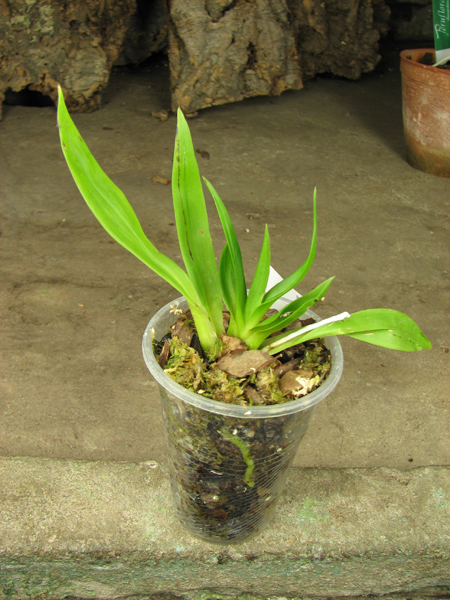 Pescatoria coronaria.jpg