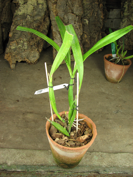 Anacheilium radiatum.jpg