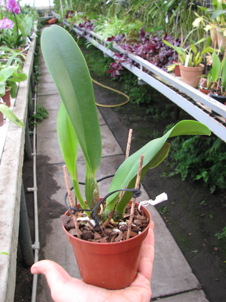 Brassolaeliocattleya Mother 'Aunt Yow'.jpg