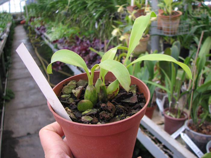 Coelogyne barbata.jpg