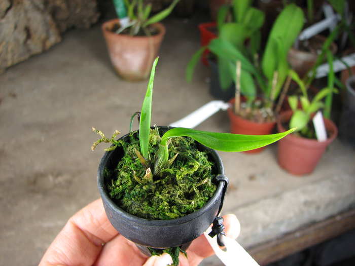 Oncidium coloratum.jpg