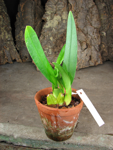 Maxillaria rhombea.jpg