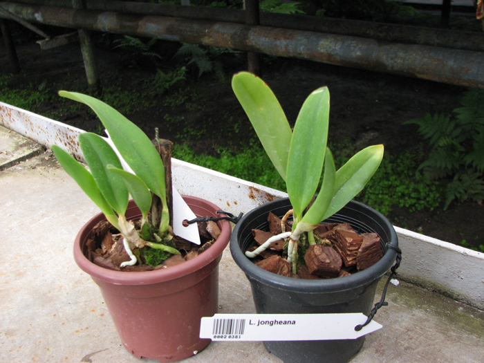 Laelia jongheana.jpg