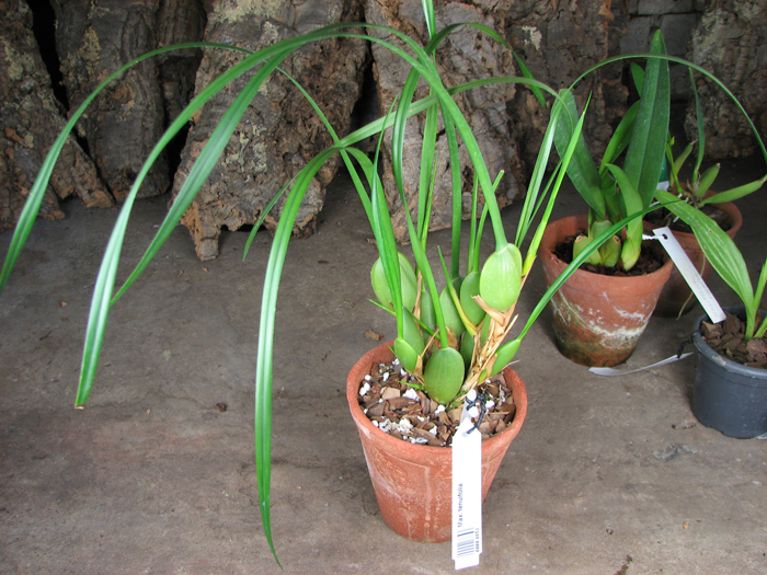 Maxillaria tenuifolia.jpg