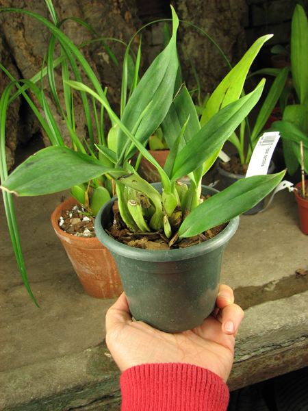 Trichopilia tortillis.jpg