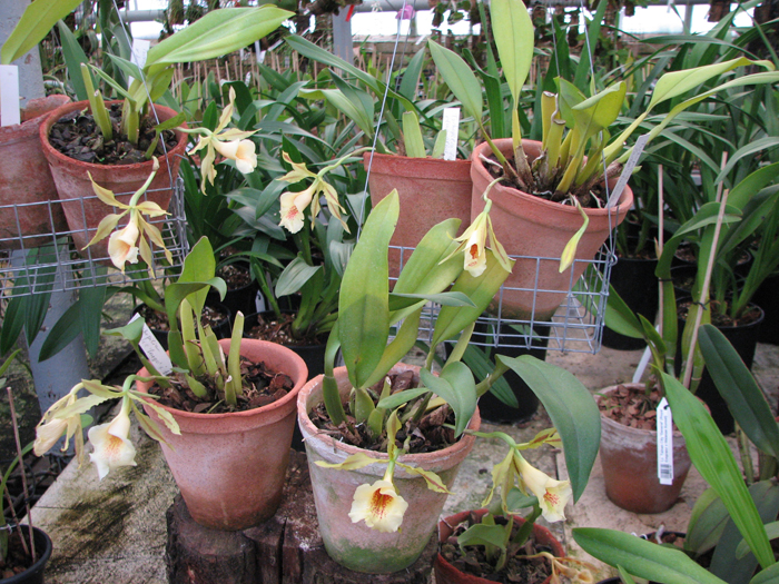 Trichopilia Senne Star (tortilis 'large' x turialbae 'alpha').jpg