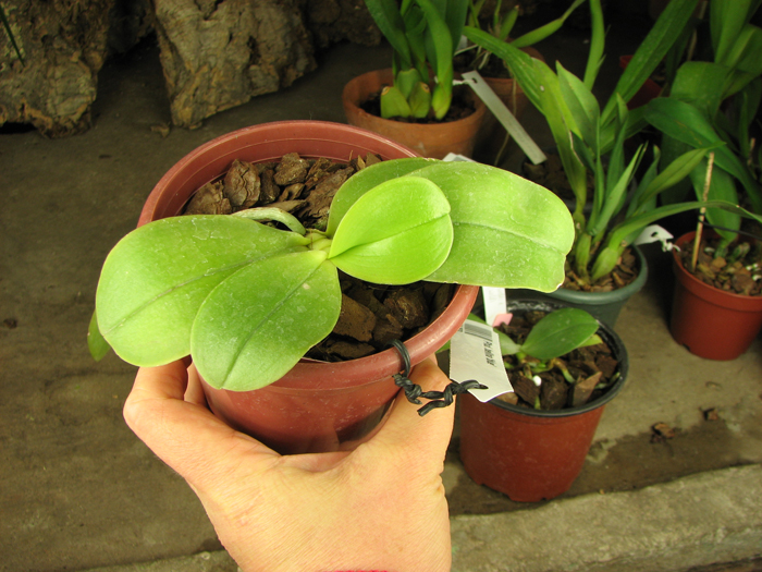 Phalaenopsis bellina 'blue'.jpg