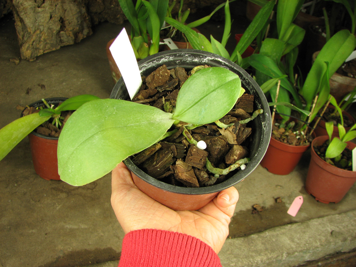 Phalaenopsis bellina (wild) x Phalaenopsis bellina (wild).jpg