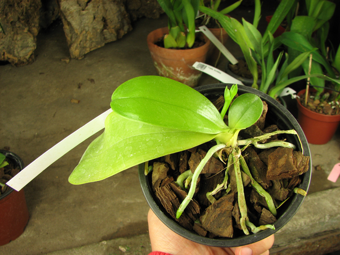 Phalaenopsis violacea.jpg