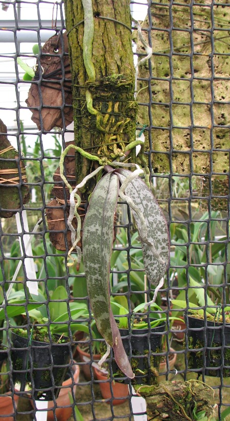 Phalaenopsis philippinensis.JPG
