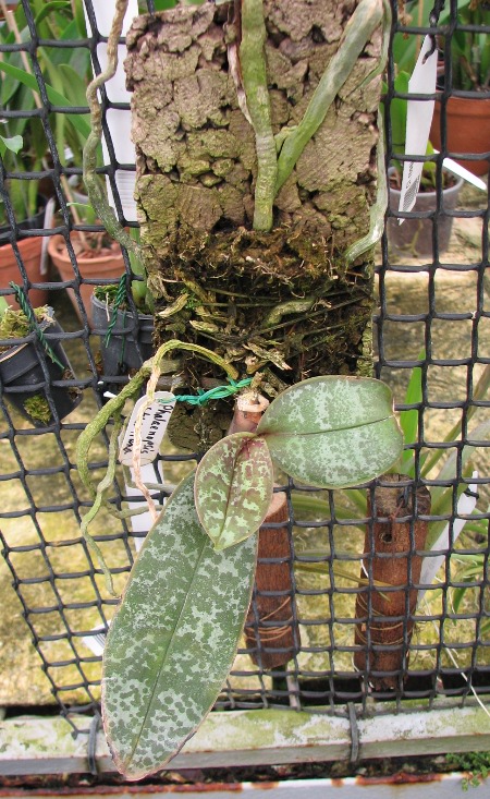 Phalaenopsis stuartiana.JPG