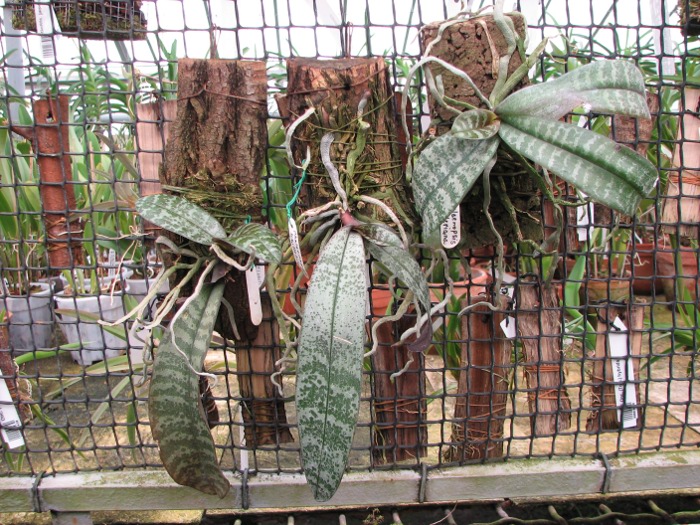 Phalaenopsis schilleriana.JPG