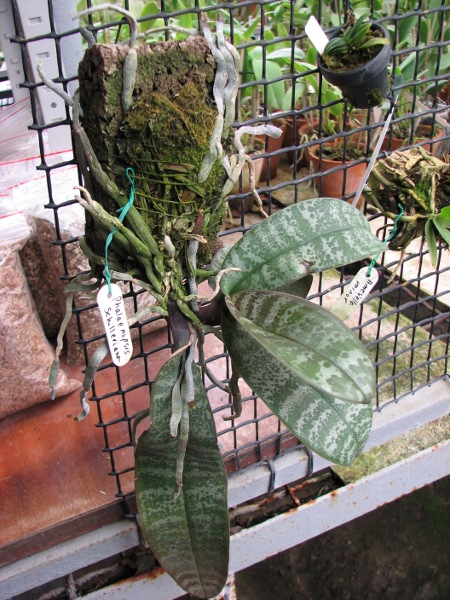Phalaenopsis schilleriana1.JPG