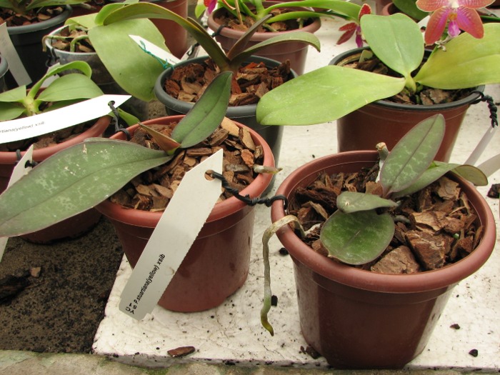 Phalaenopsis stuartiana yellow x sib.JPG