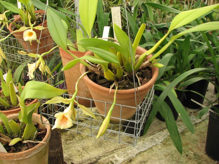 Trichopilia Senne Star (tortilis 'large' x turialbae 'alpha')2.JPG