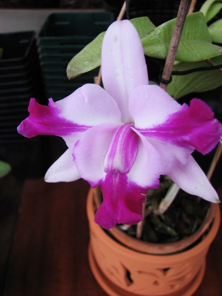 Cattleya intermedia aquinii x Cattleya walkeriana.JPG