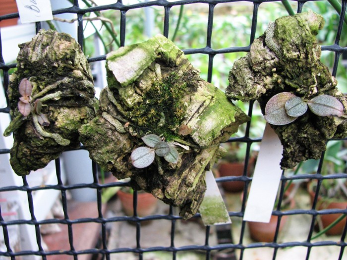 Aerangis punctata.JPG