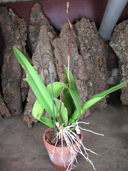 Oncidium lanceanum x kramerianum.JPG